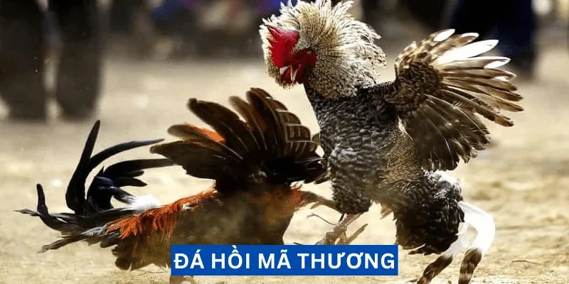 da-hoi-ma-thuong