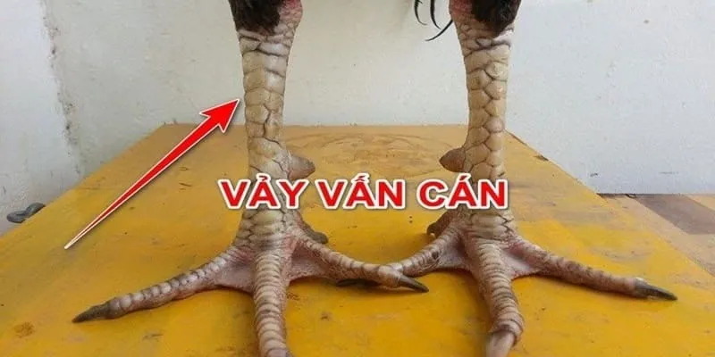 vay-van-can